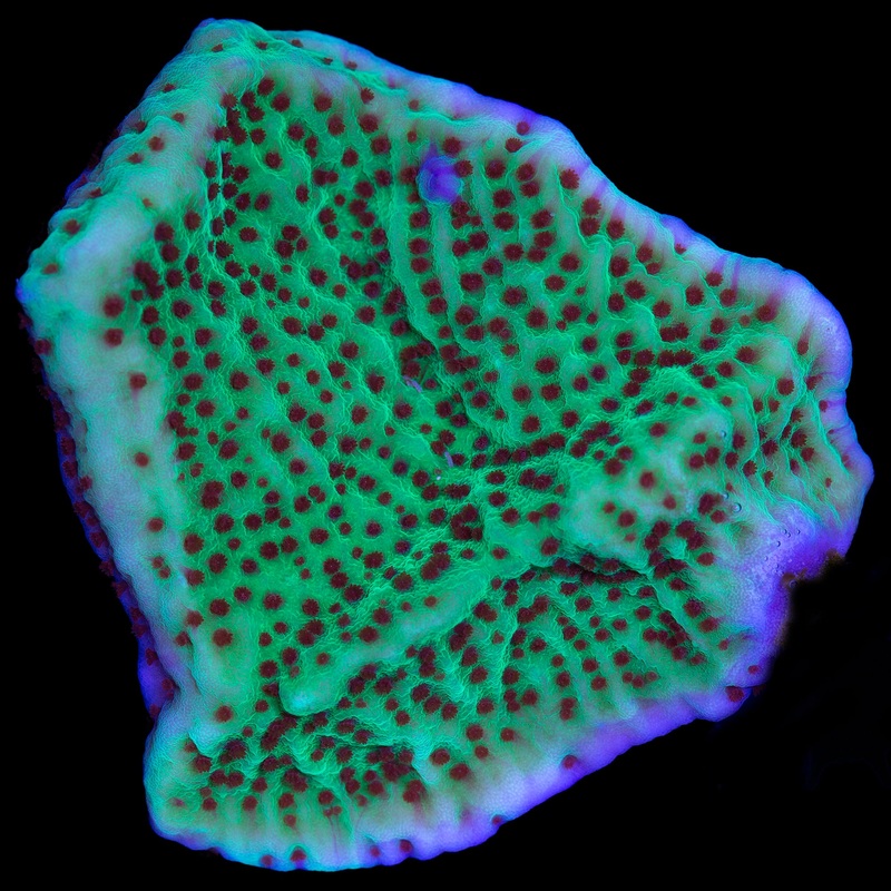 Jedi Mind Trick Montipora - Lg Frag