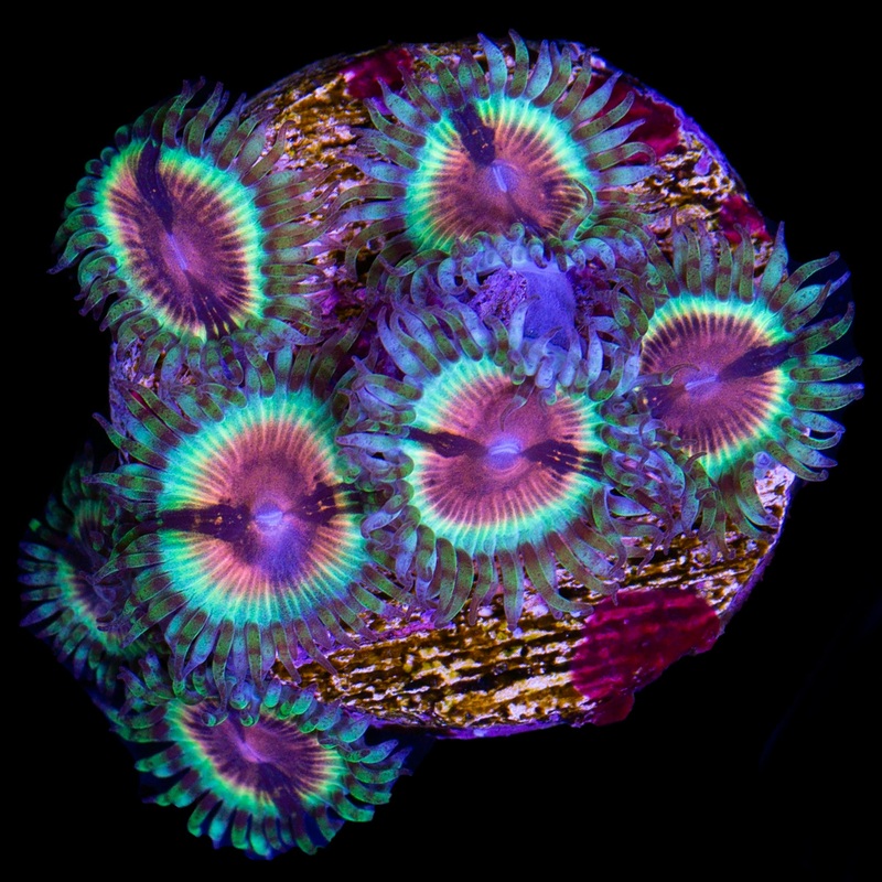 JF Bloodshot Zoanthid Coral