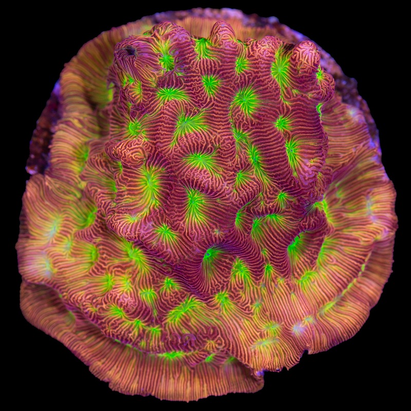 JF Lethal Leptoseris Coral - Lg Frag