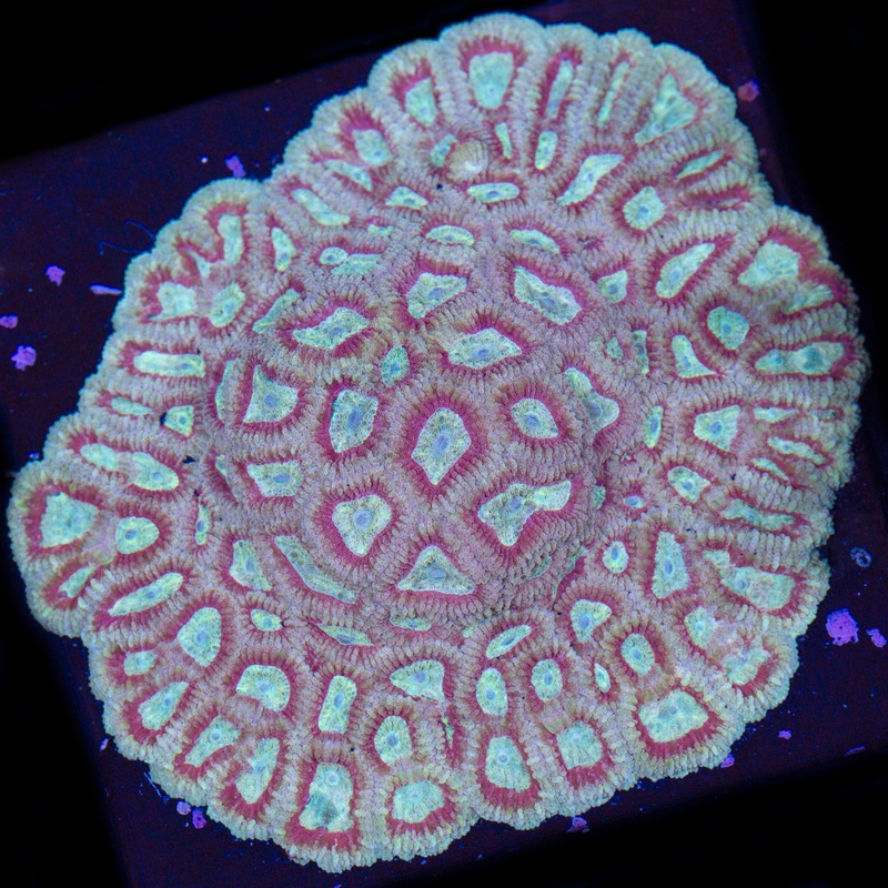 Kingslayer Favia Coral Colony