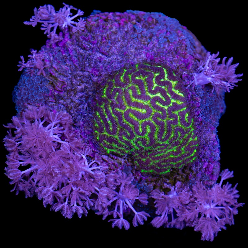 Leptoria Maze Brain, Xenia, & Blue Snowflake Colony