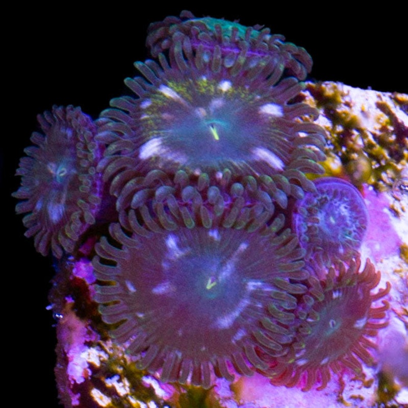 Lost World Zoanthid Coral