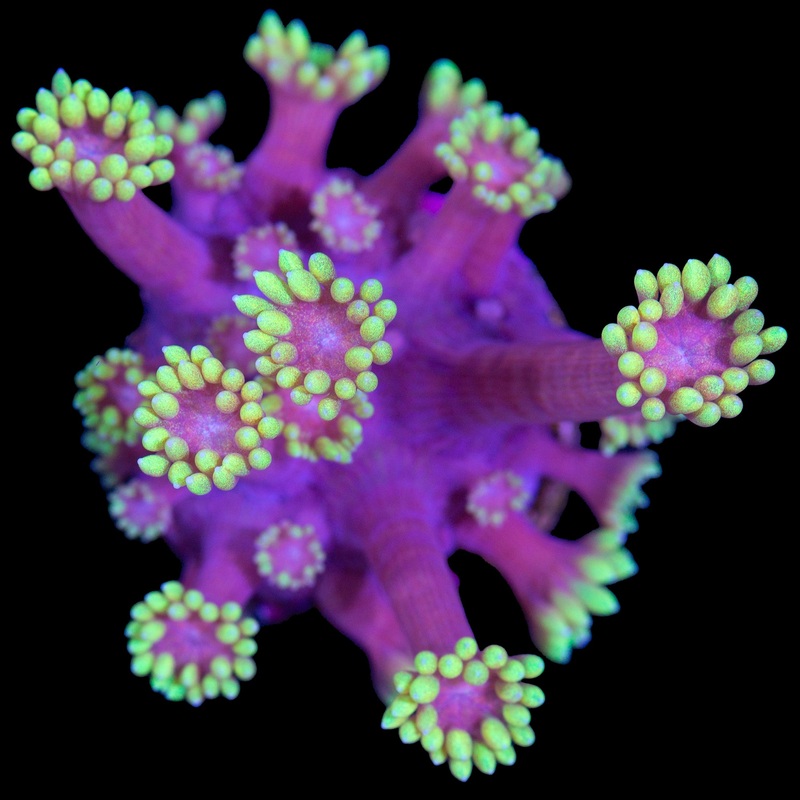 Mai Tai Goniopora Coral