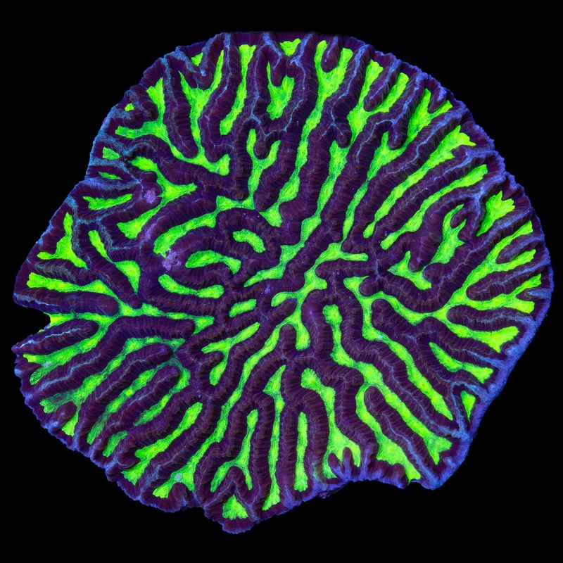 Neon Aussie Platygyra Coral Colony