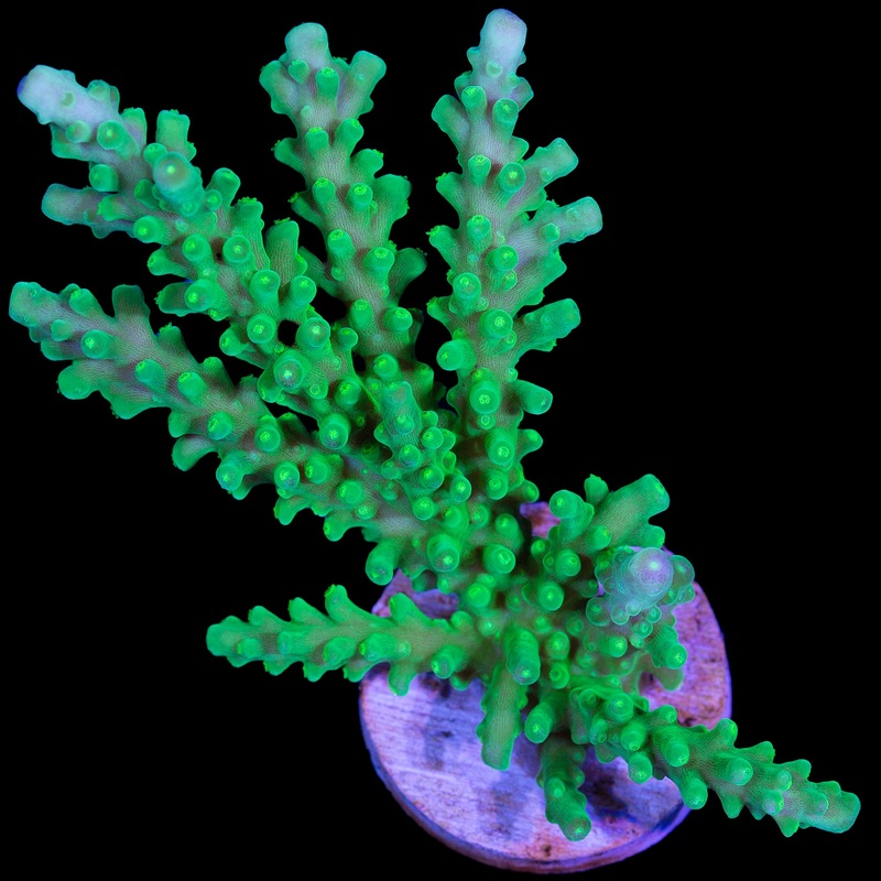 Neon Green Tort Acropora Coral - Lg Frag