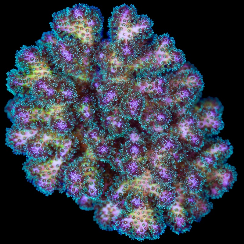 Pink & Green Pocillopora Coral