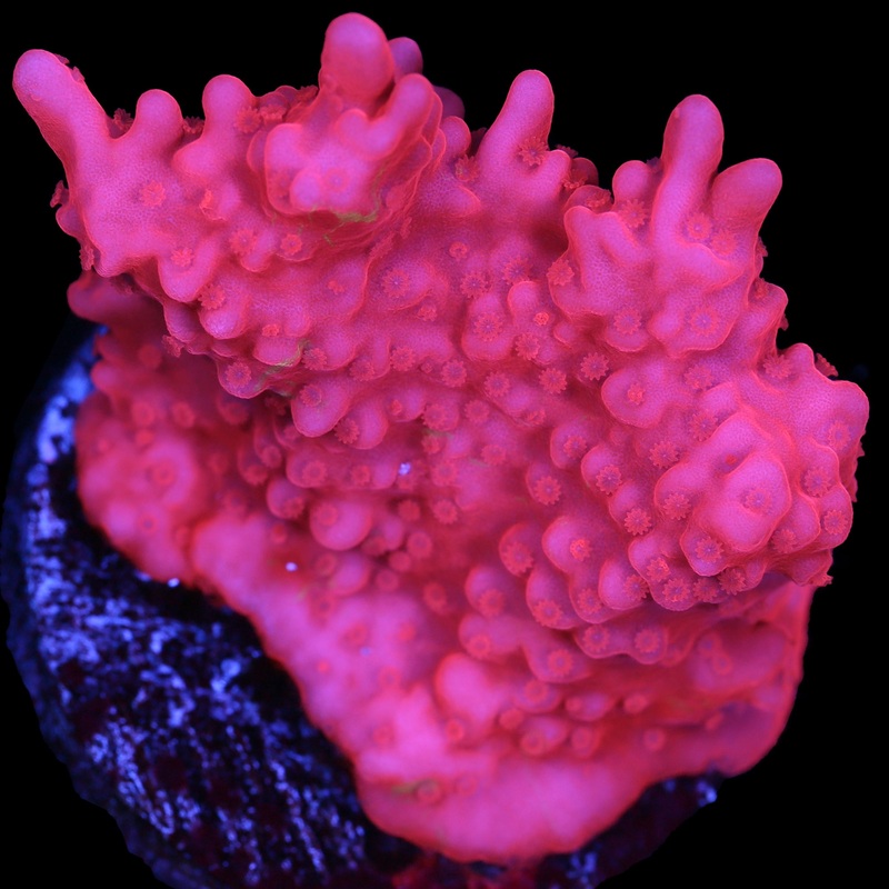 Pink Montipora Setosa Coral XL