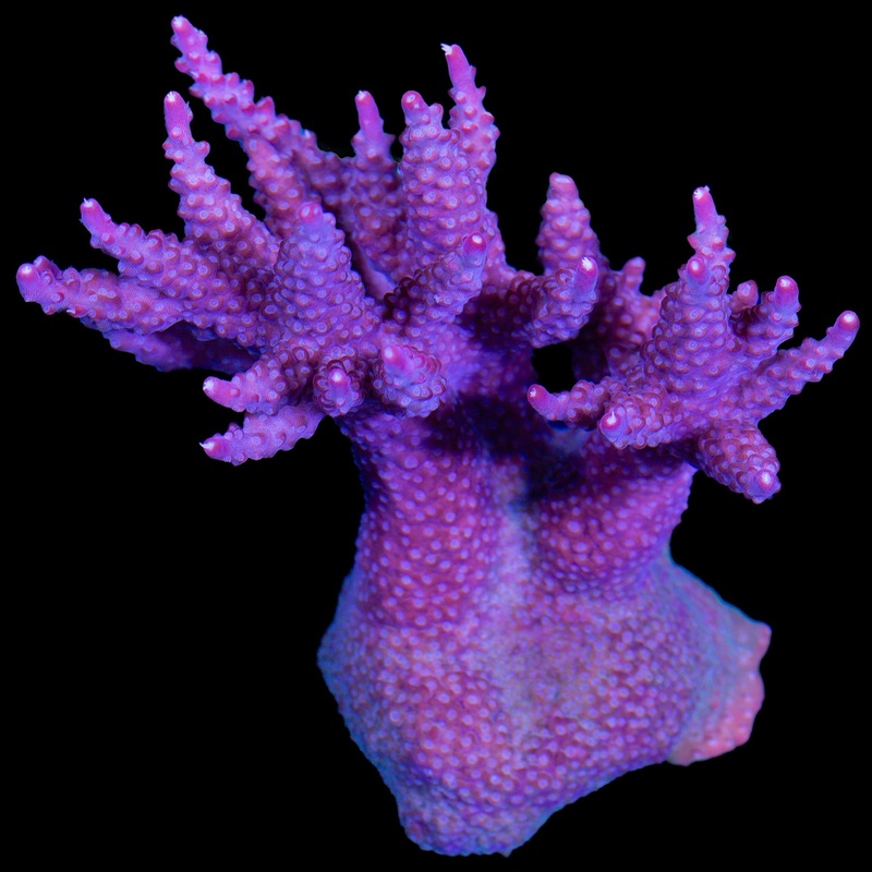 Pink Sunrise Acropora Coral Colony