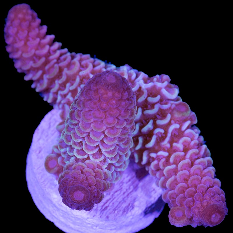 Pink Tip Spathulata Acropora Coral