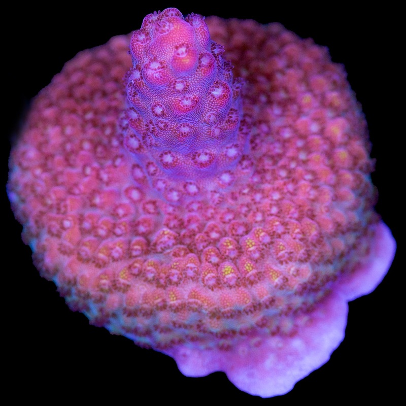 Pinky Acropora Coral