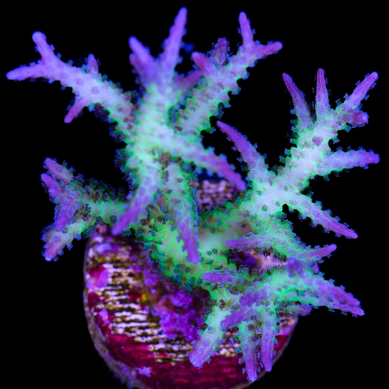Ponape Birdsnest Coral
