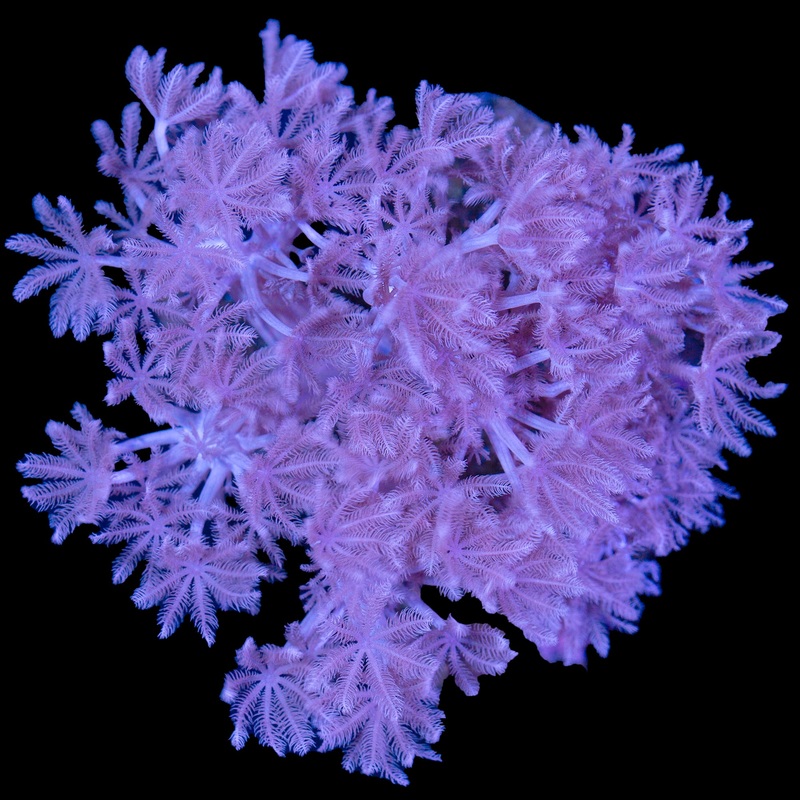 Pumping Xenia Coral Colony
