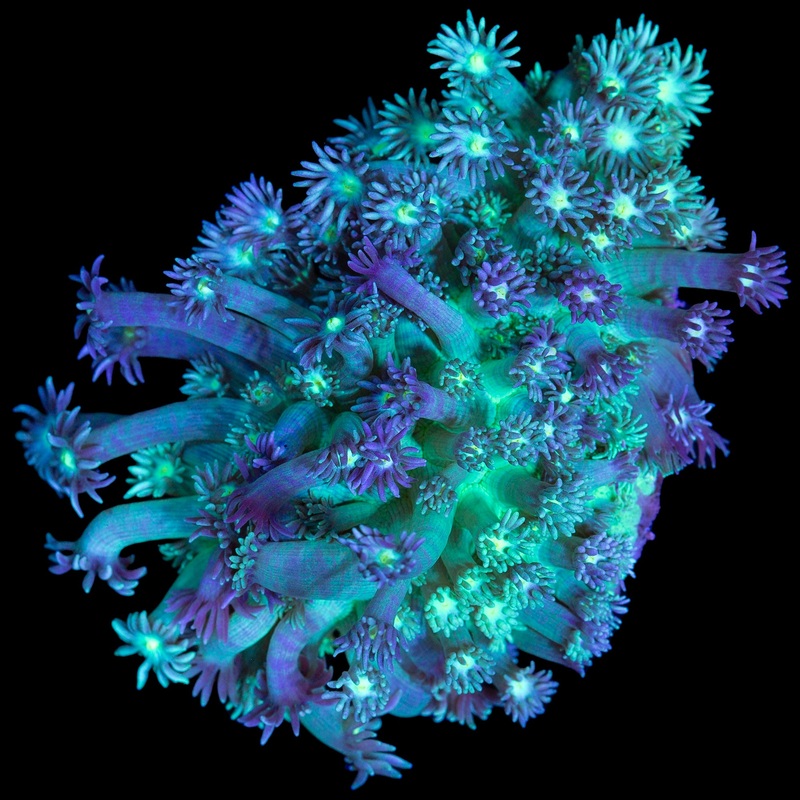 Purple & Green Gonipora Coral Colony