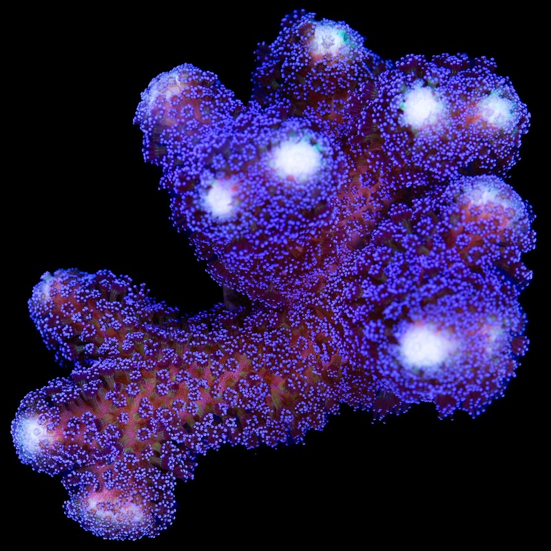 Purple Stylophora Coral - Chunky Frag