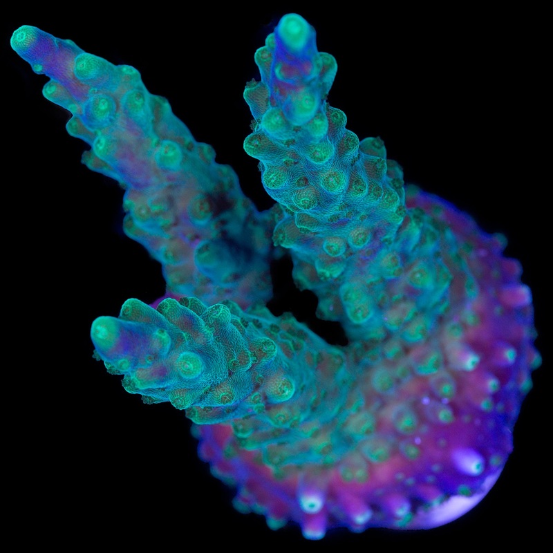 Purple Tip Valida Acropora Coral