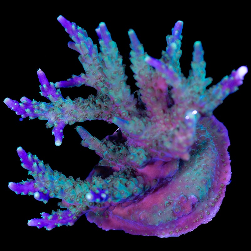 Purple Valida Acropora Coral Colony - Aquacultured