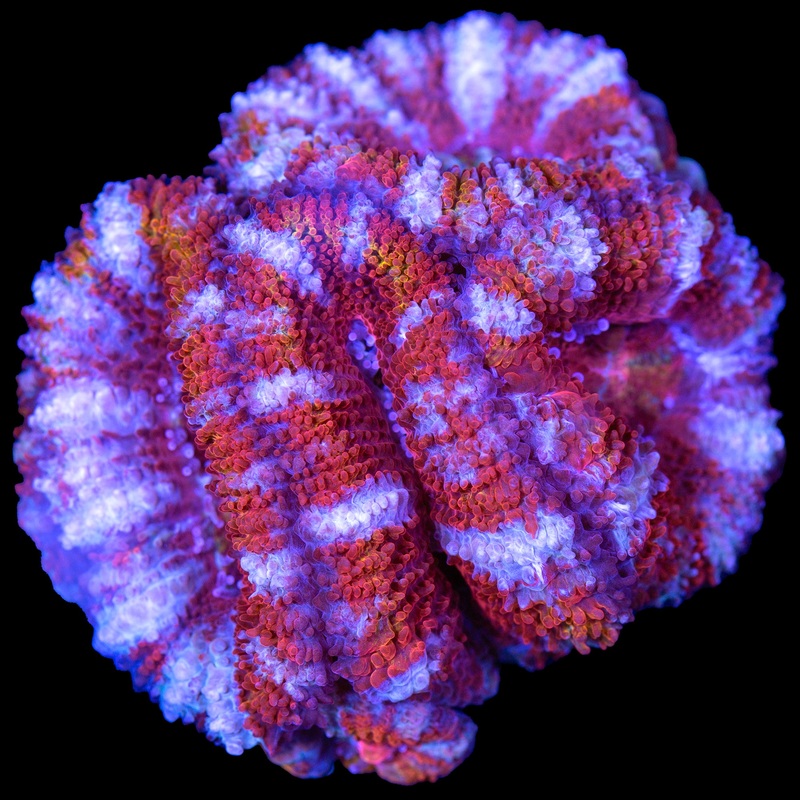 Rainbow Acan Lord Coral