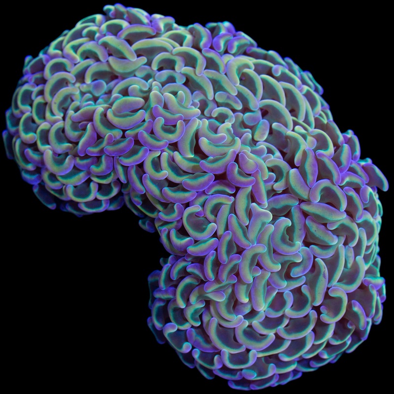 Rainbow Wall Hammer Coral