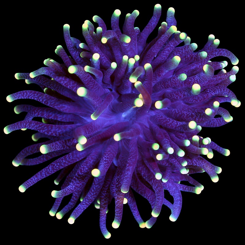 Rasta Torch Coral
