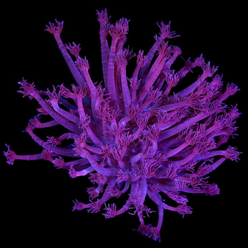 Red Goniopora Coral - Mini Colony