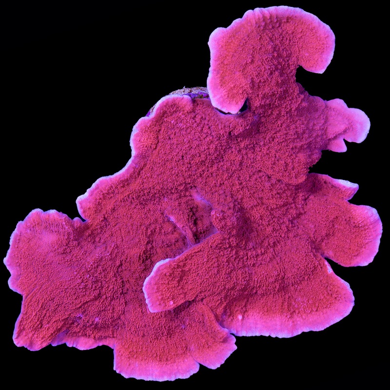 Red Montipora Capricornus Colony