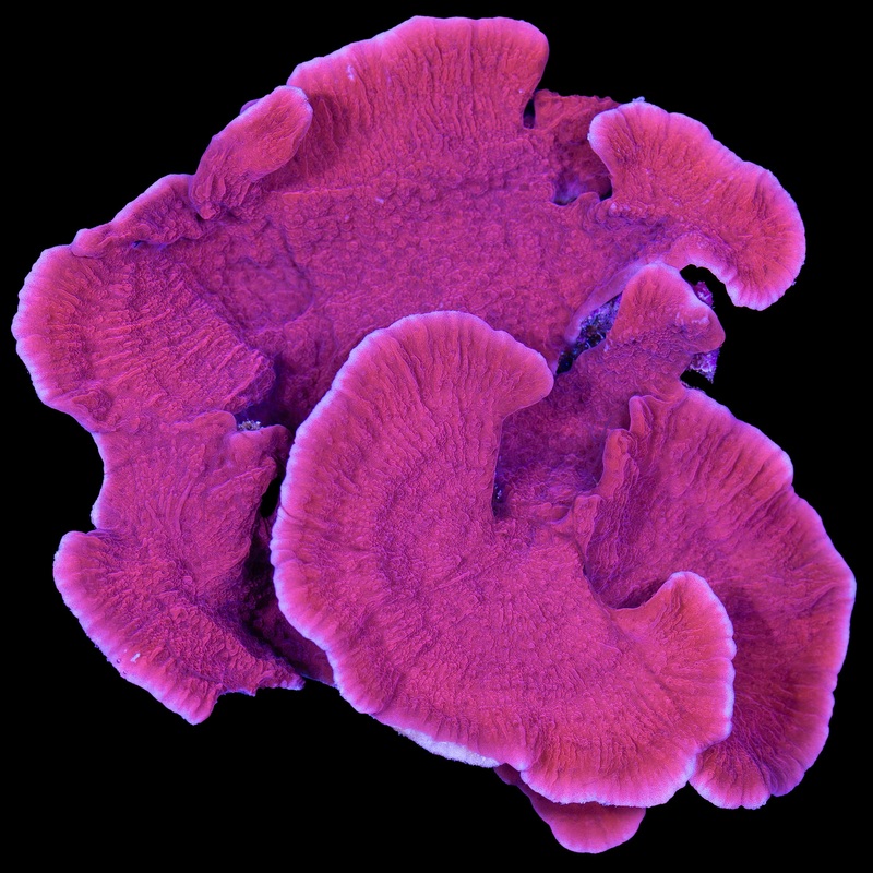 Red Montipora Capricornus Coral Colony