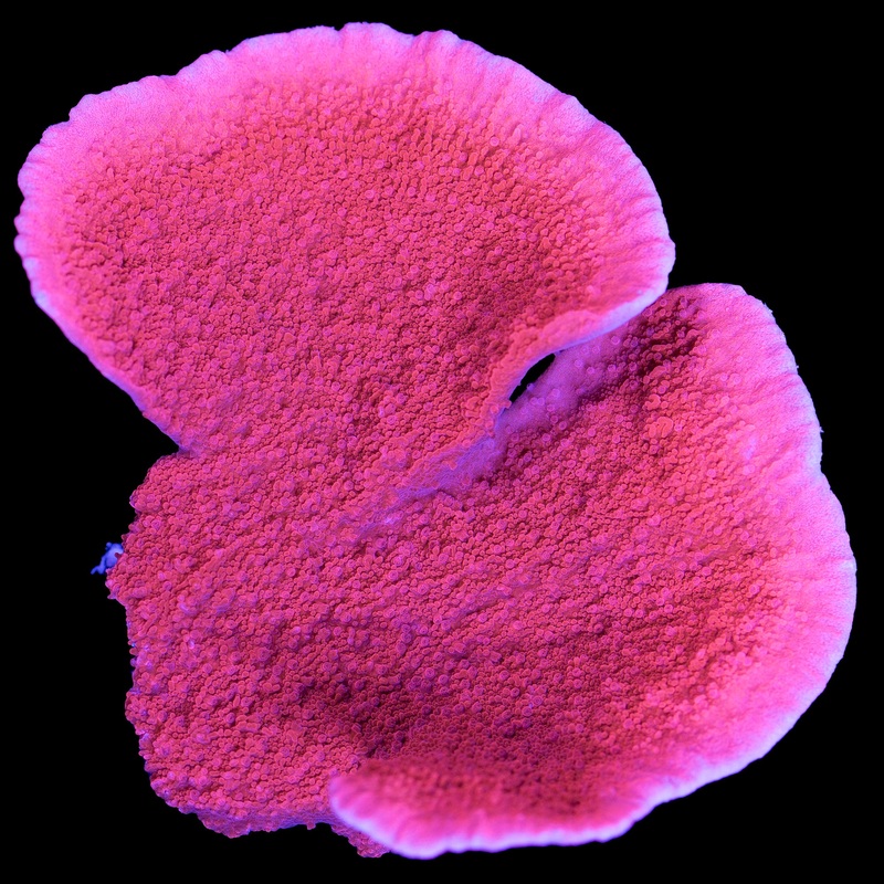 Red Montipora Capricornus Coral - Lg Frag