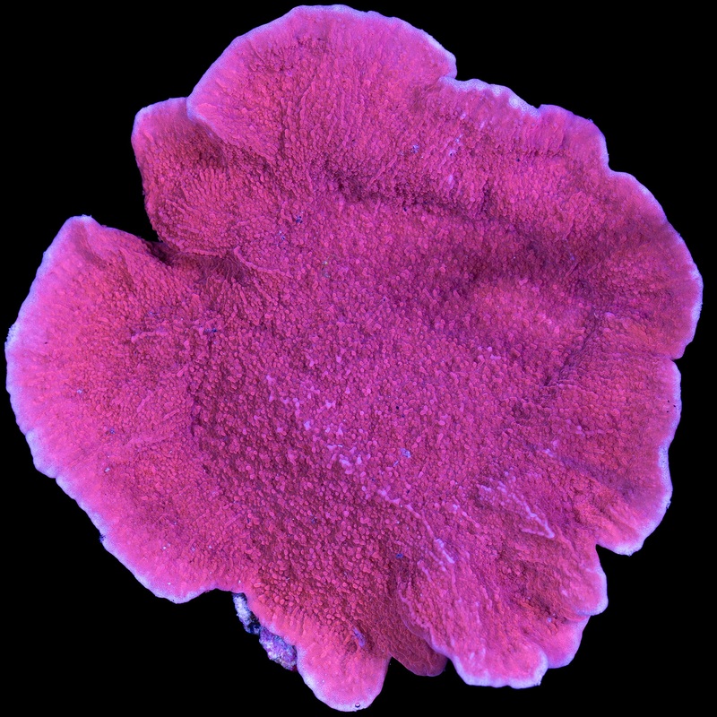 Red Montipora Capricornus Coral - Mini Colony