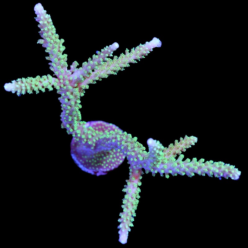 Scripps Green Staghorn Acropora Coral - Mini Colony