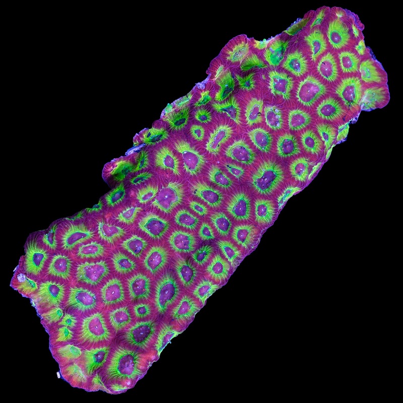 Sector 001 Favia Coral - Mini Colony