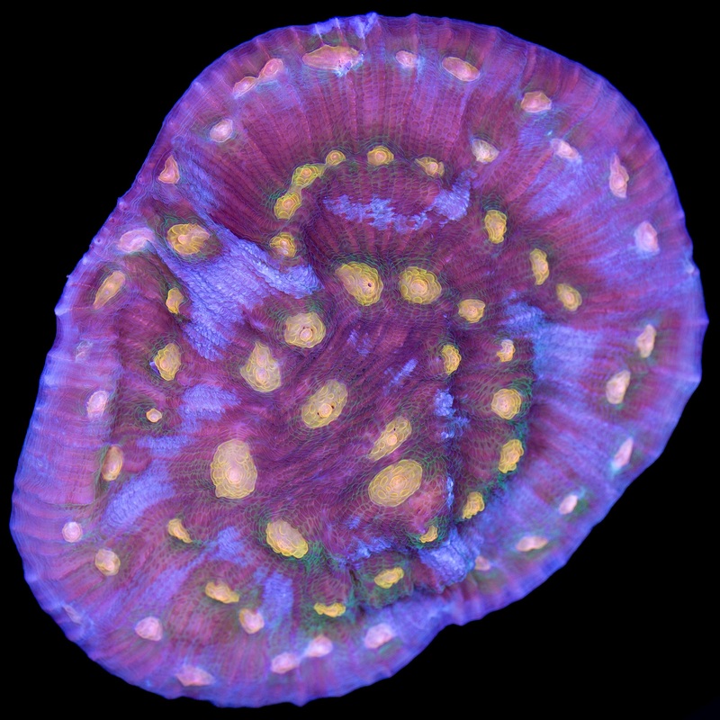 Solar Flare Mycedium Coral Colony
