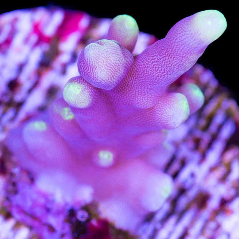 Space Dragon Acropora Coral