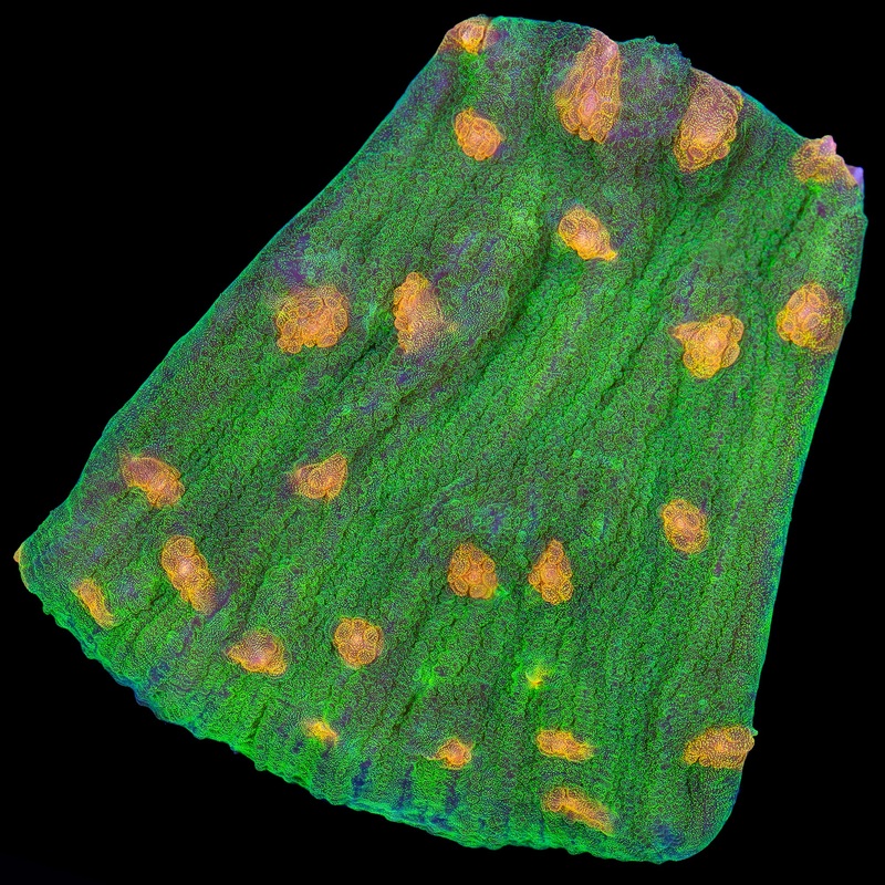 Space Invader Mycedium Coral - XL Frag