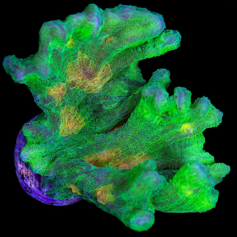 Space Invader Pectinia Coral - XL Frag