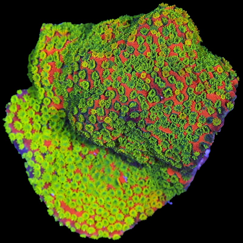 Sunset Montipora Coral - Chunky Frag
