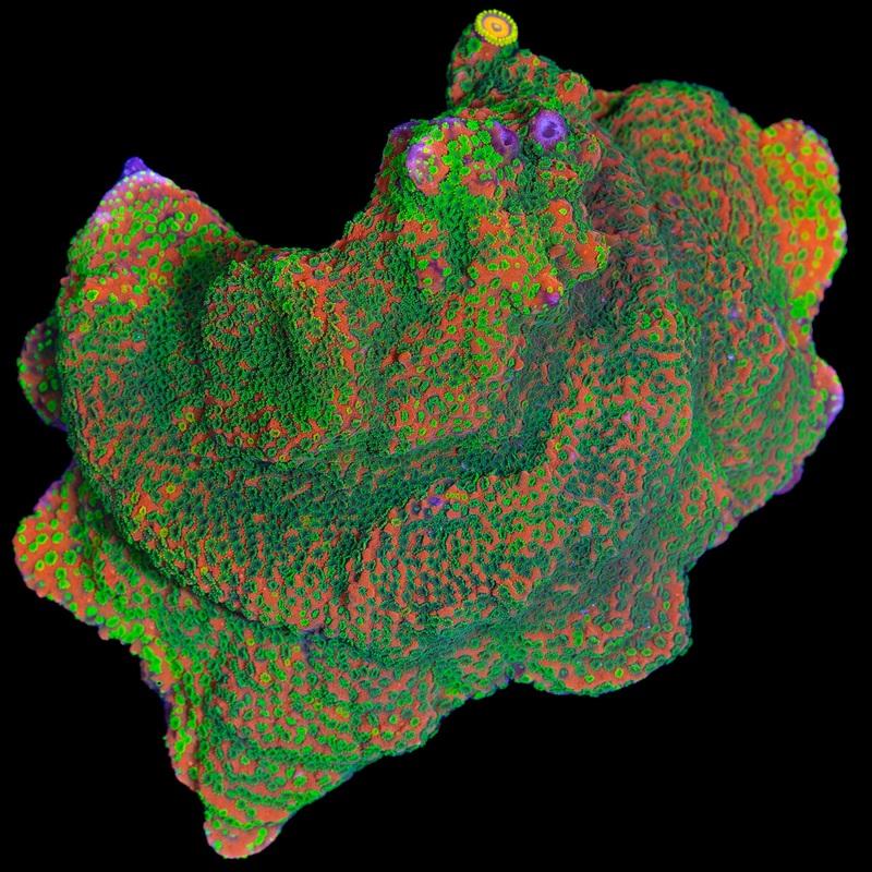 Sunset Montipora Coral - Mini Colony