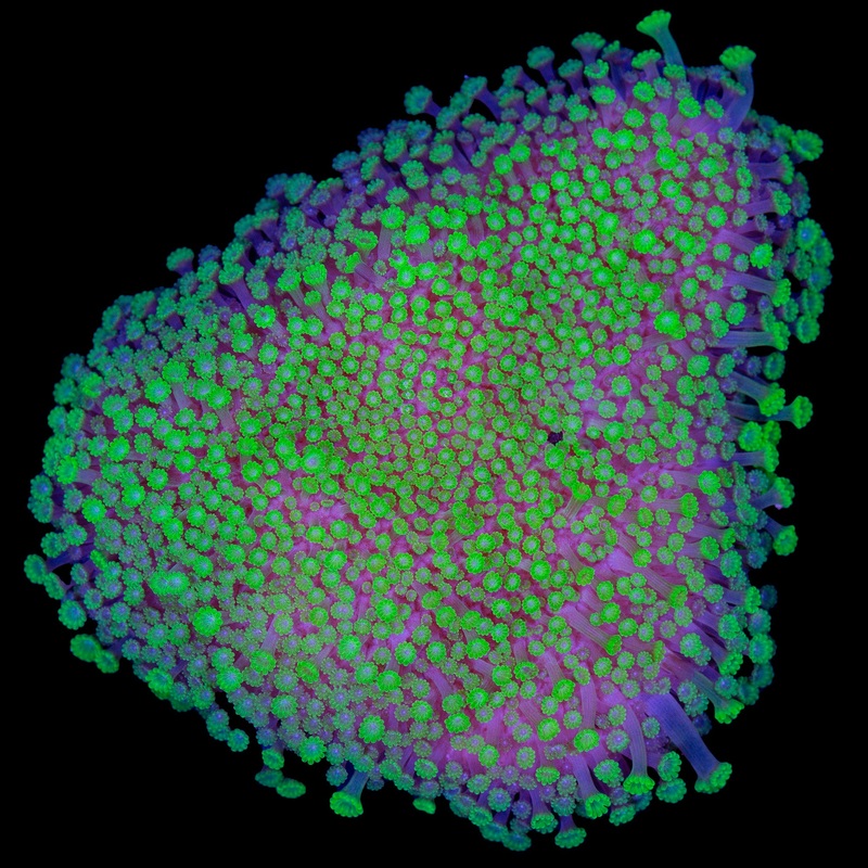 Toxic Bernardpora Coral - Lg Frag