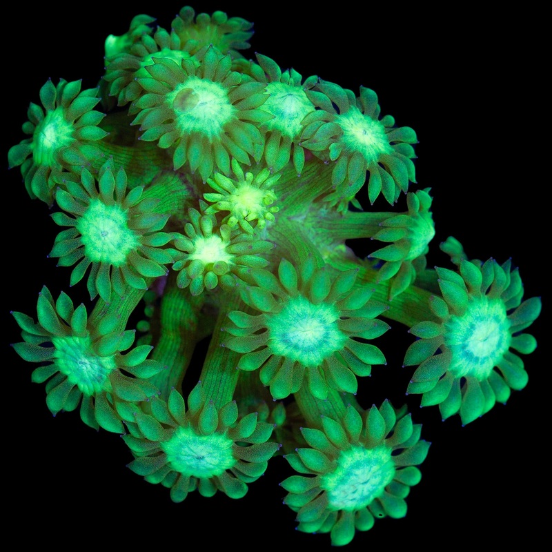 Toxic Green Goniopora Coral