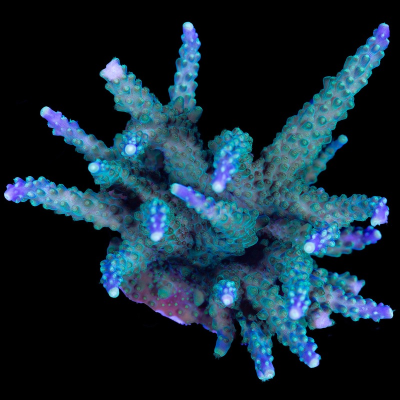 Tricolor Valida Acropora Coral Colony
