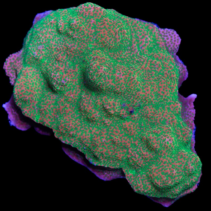 Tropic Thunder Montipora Coral Colony