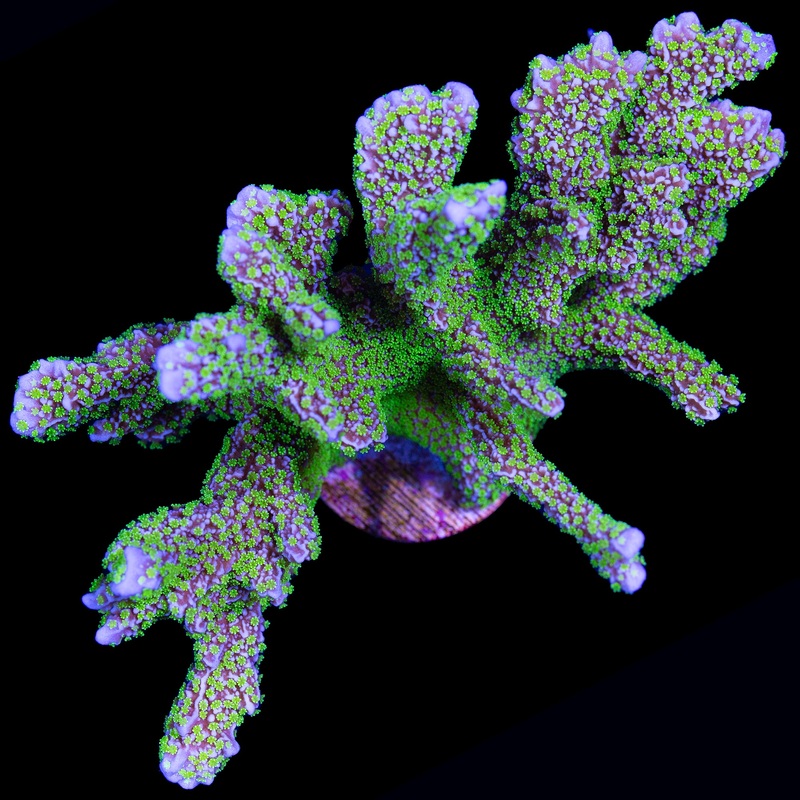 Tubbs Stellata Montipora Coral Colony