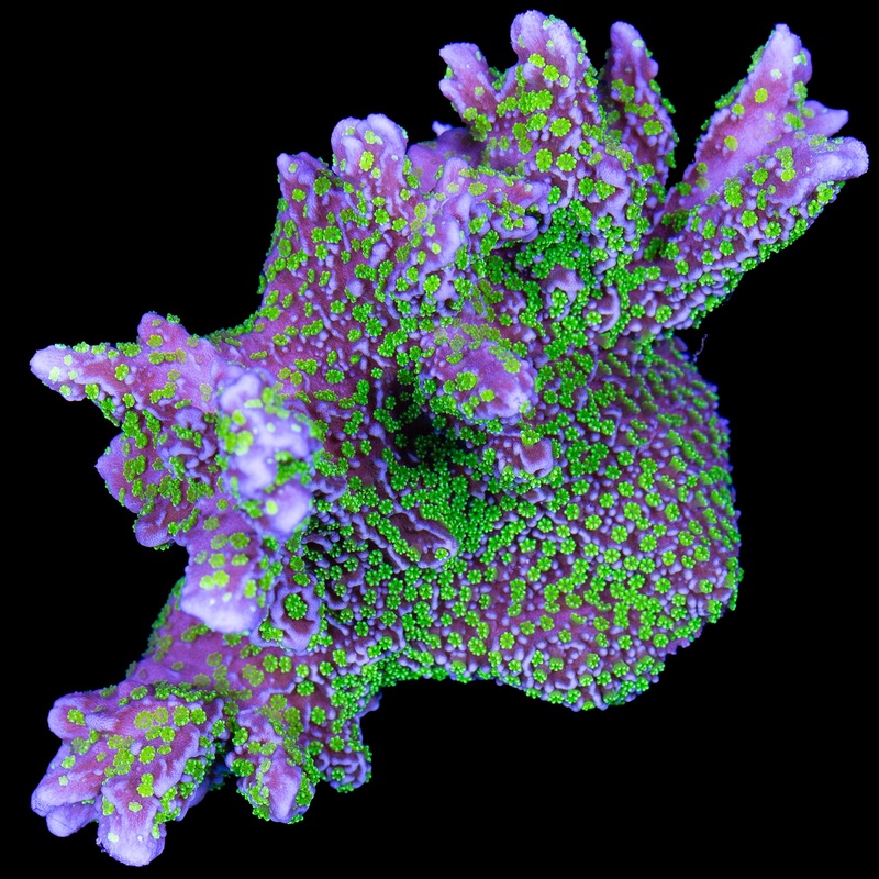 Tubs Stellata Monitora Coral Colony