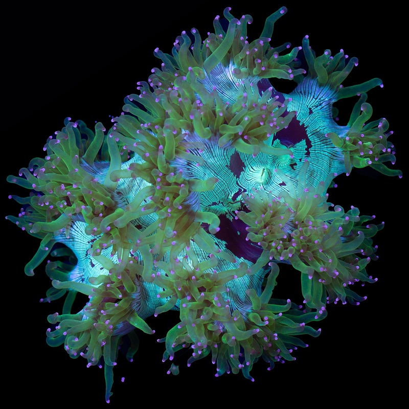 Ultra Aussie Elegance Coral