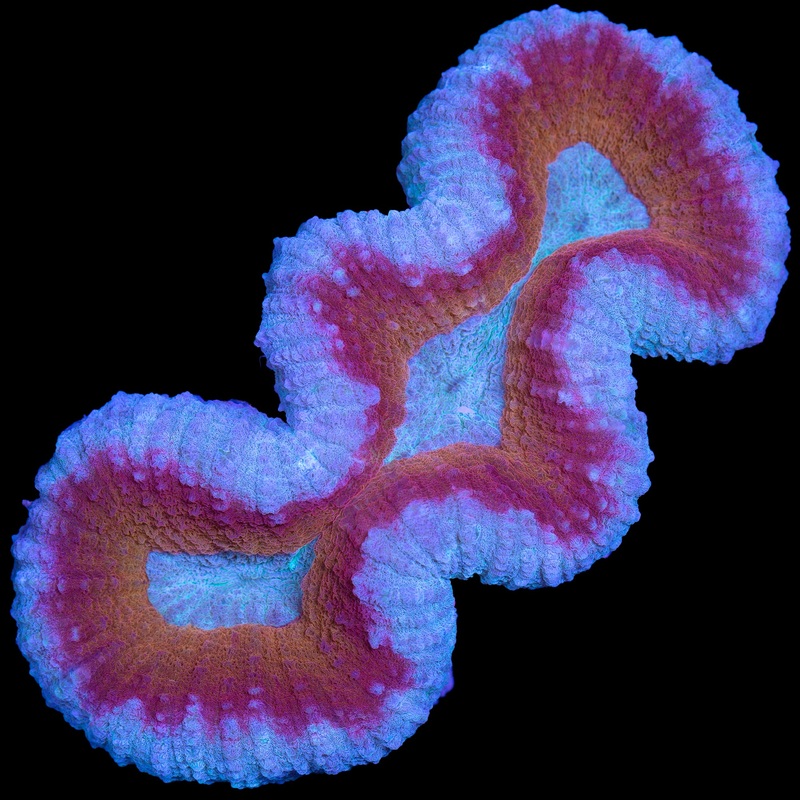 Ultra Aussie Lobophyllia Coral