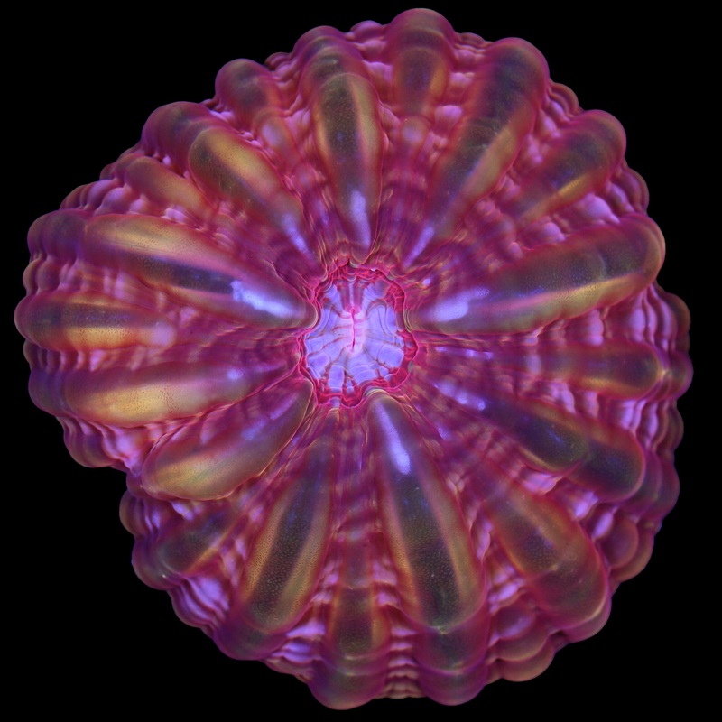Ultra Cynarina Coral