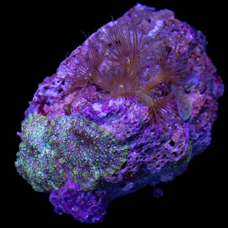 Ultra Discosoma Mushrooms & Yellow Polyp Combo Colony