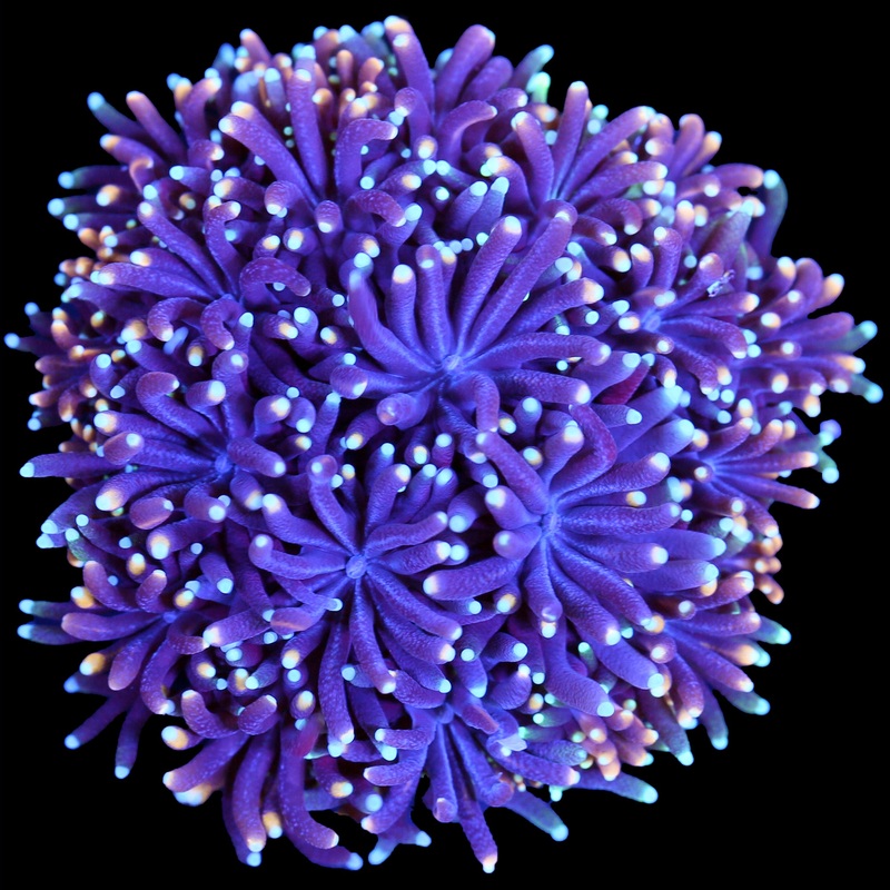Ultra Galaxea Coral