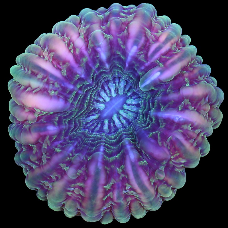 Ultra Indo Cynarina Coral