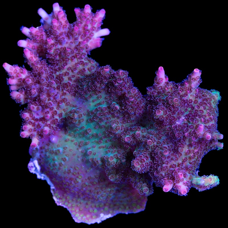 Ultra Pink Table Acropora Coral - Mini Colony