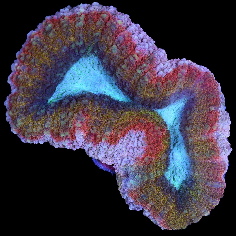 Ultra Rainbow Aussie Lobophyllia Coral